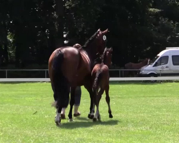 horse Franticek (Westphalian, 2014, from Franziskus FRH)