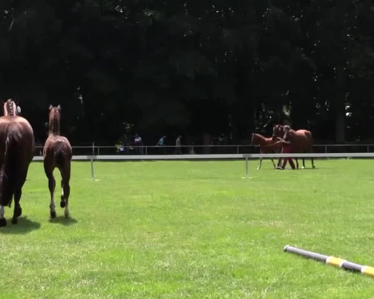horse Hengst von Captain Jack (Westphalian, 2014, from Captain Jack 44)