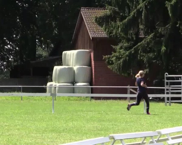 horse Hengst von All at once (Westphalian, 2014, from All At Once)