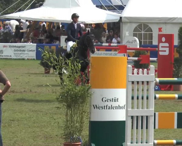 Springpferd Amorniek (KWPN (Niederländisches Warmblut), 2005, von Concetto I)