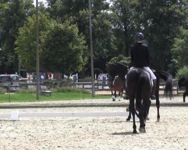 Zuchtstute High Impression (Hannoveraner, 2010, von Hochstern)