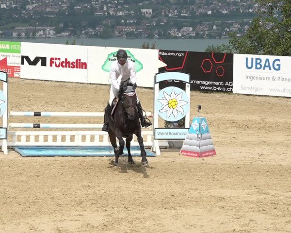Reitturnier Wädenswil 2020