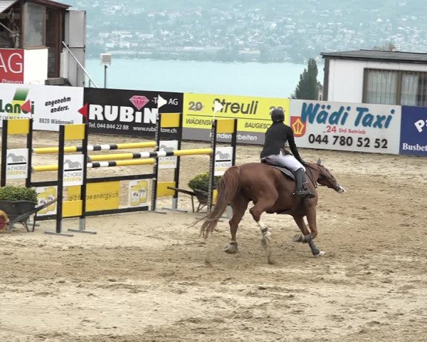 Reitturnier Wädenswil 2020