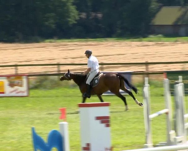 jumper Cool Shoes (Oldenburg show jumper, 2010, from Con Capilot)