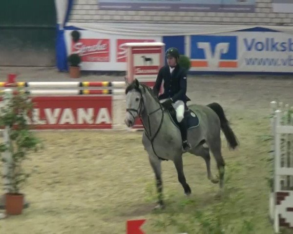 jumper Casaro (Holsteiner, 2010, from Cassaro 5)