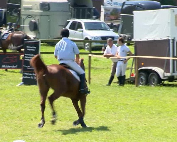 broodmare All I Want (Oldenburg, 2009, from Ashby 4)