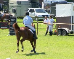 broodmare All I Want (Oldenburg, 2009, from Ashby 4)