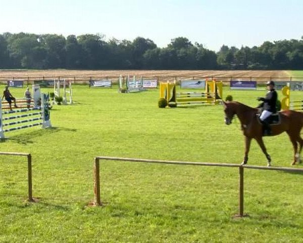 jumper Marcant 8 (Oldenburg show jumper, 2009, from Mariachi)