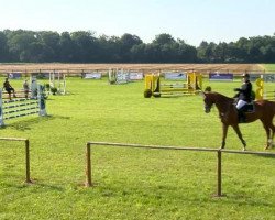 jumper Marcant 8 (Oldenburg show jumper, 2009, from Mariachi)