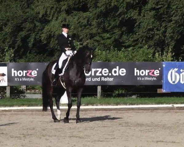 dressage horse Traneenggaards Akondo (Danish Warmblood, 2002, from Come Back II)