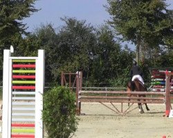 jumper Bosten 5 (Westphalian, 2009, from Beltoni)