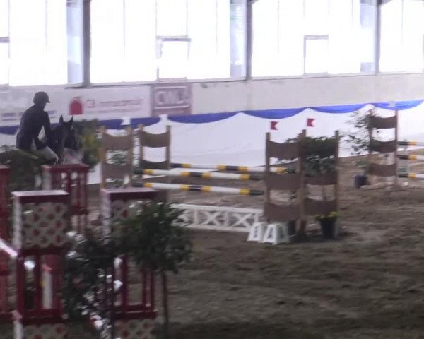 jumper Diquattro DSF (Oldenburg, 2010, from Diarado)