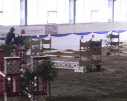 jumper Diquattro DSF (Oldenburg, 2010, from Diarado)