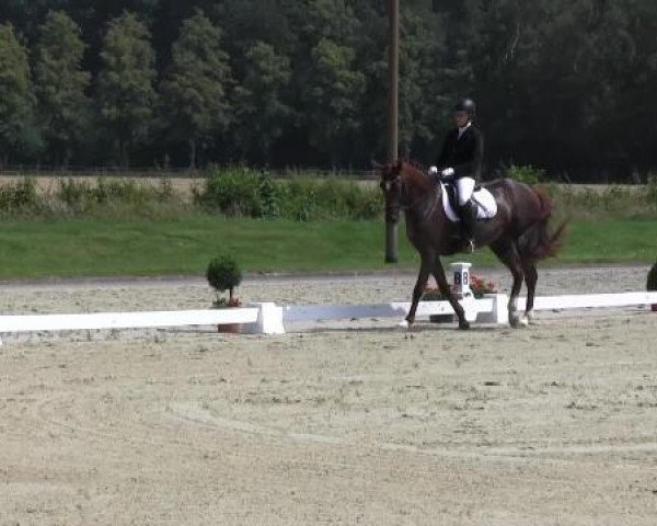 dressage horse Peggy (Westphalian, 1996, from Polany)