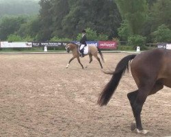 Cavallo da Dressage Sarasvati 2 (Hannoveriano, 2010, di Brentano II)