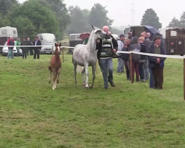 horse Stute von Dreidimensional AT (German Riding Pony, 2014, from Dreidimensional AT NRW)