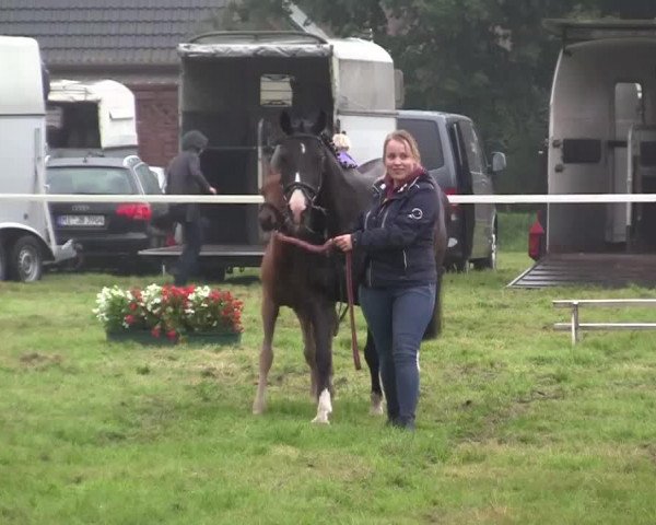 horse Dressmans Lord Louie (German Riding Pony, 2014, from Dressman)