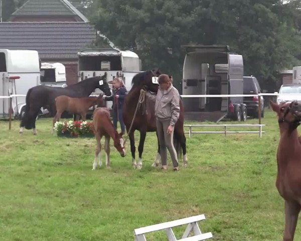 Pferd Dux (Deutsches Reitpony, 2014, von Don Diabolo NRW)