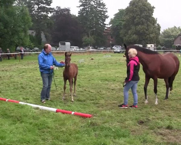 Pferd Donnatella 42 (Westfale, 2014, von Del Estero NRW)