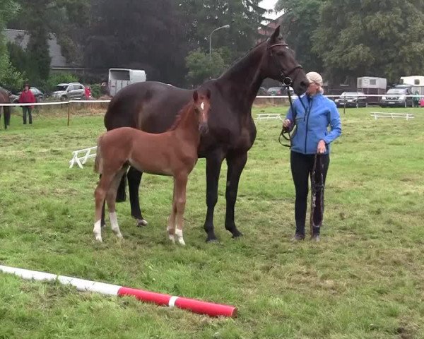 Springpferd Co-Jack H (Westfale, 2014, von Captain Jack 44)