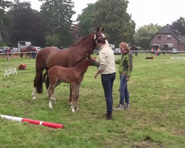 horse Stute von Cordobes II (Westphalian, 2014, from Cordobes II)