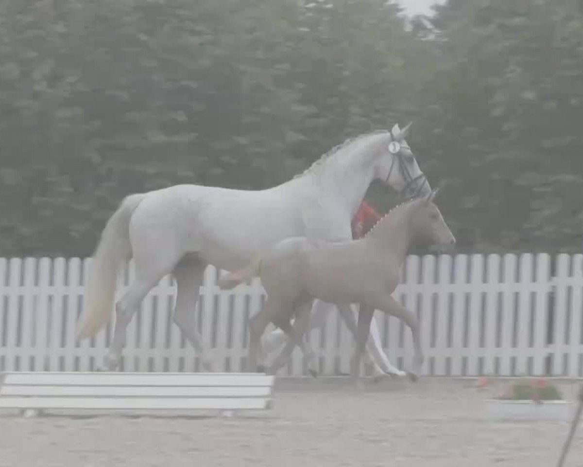 horse Hengst von Don Kennedy (Westphalian, 2014, from Don Kennedy)