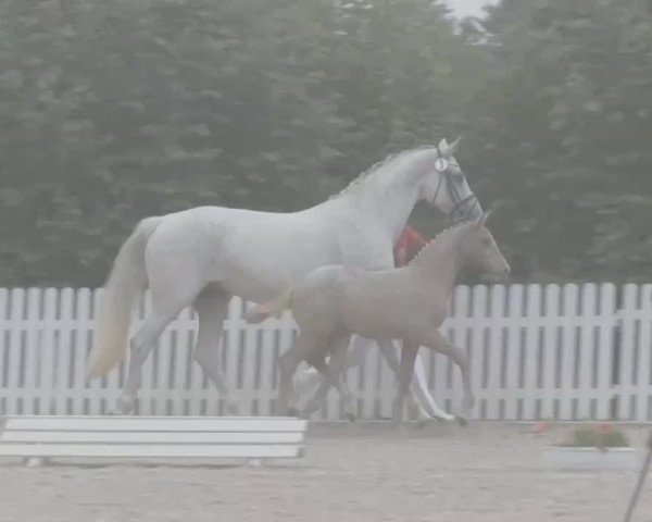 horse Hengst von Don Kennedy (Westphalian, 2014, from Don Kennedy)