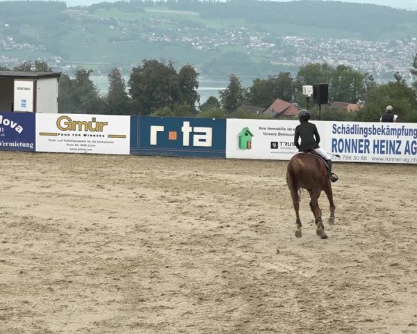 Reitturnier Wädenswil 2020