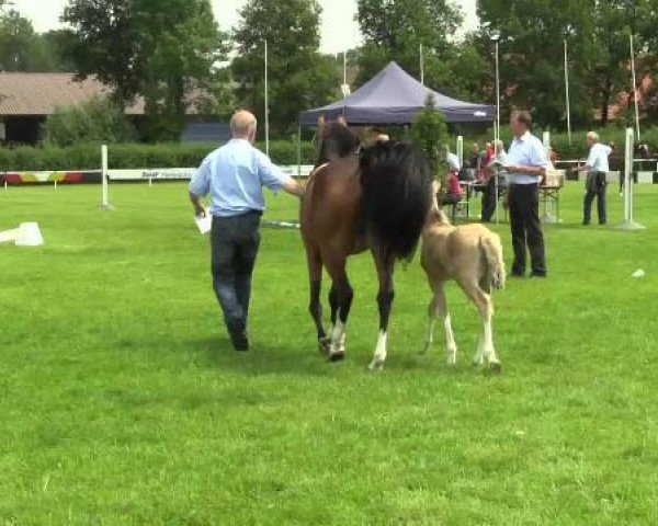 Dressurpferd A.w.i. Mojito (Welsh Pony (Sek.B), 2014, von The Braes My Mobility)