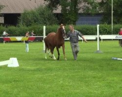 Zuchtstute Minimaus (Deutsches Reitpony, 2014, von Makarli)