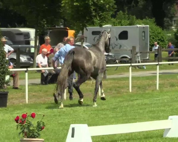 broodmare Let's Go (Westphalian, 2011, from Last Man Standing)