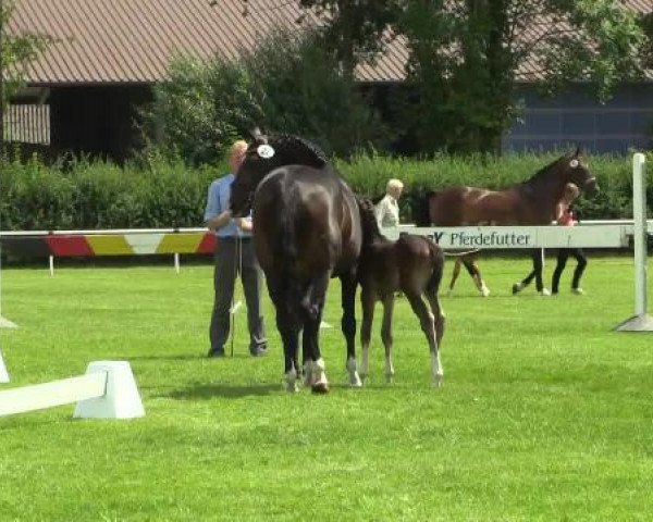 Springpferd Hermine L (Westfale, 2014, von Hirtentanz 2)
