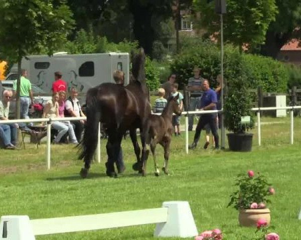horse Hengst von Diamond Magic (Westphalian, 2014, from Diamond Magic)