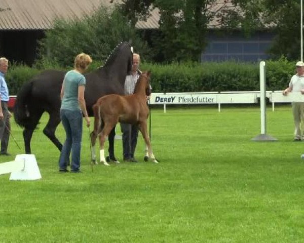 horse Stute von Quotenkönig (Westphalian, 2014, from Quotenkoenig 2)