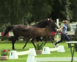 broodmare Countach LB (Westphalian, 2014, from Cellestial)