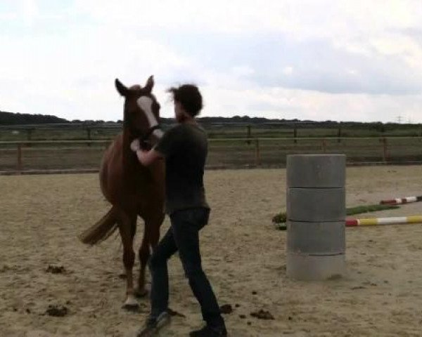 horse Stute von Van Heinrich (German Riding Pony, 2011, from Van Heinrich)