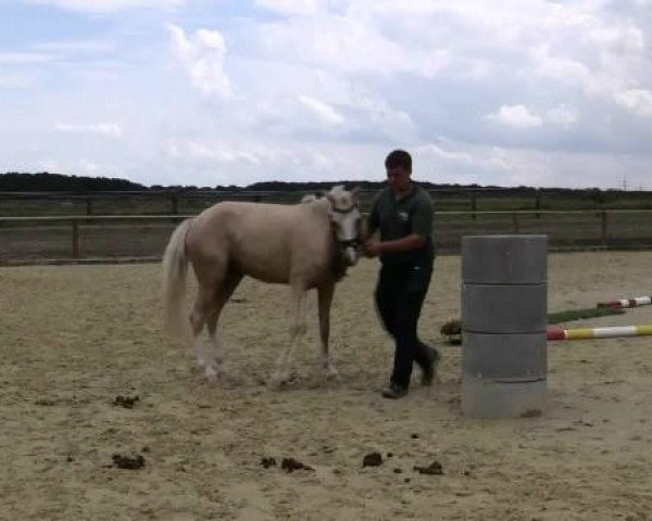 horse Stute von Spring Star's Spirit (German Riding Pony, 2010, from Spring Star's Spirit)