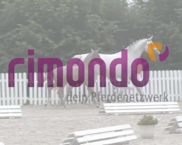 horse Coer d'Or (German Riding Pony, 2014, from Cassini)