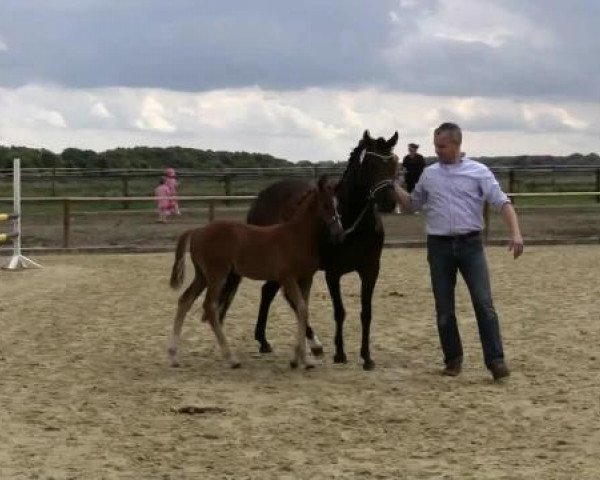 dressage horse Der Mondbär B (German Riding Pony, 2014, from FS Don't Worry)