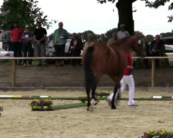 horse Stute von Light On (Westphalian, 2011, from Light On OLD)