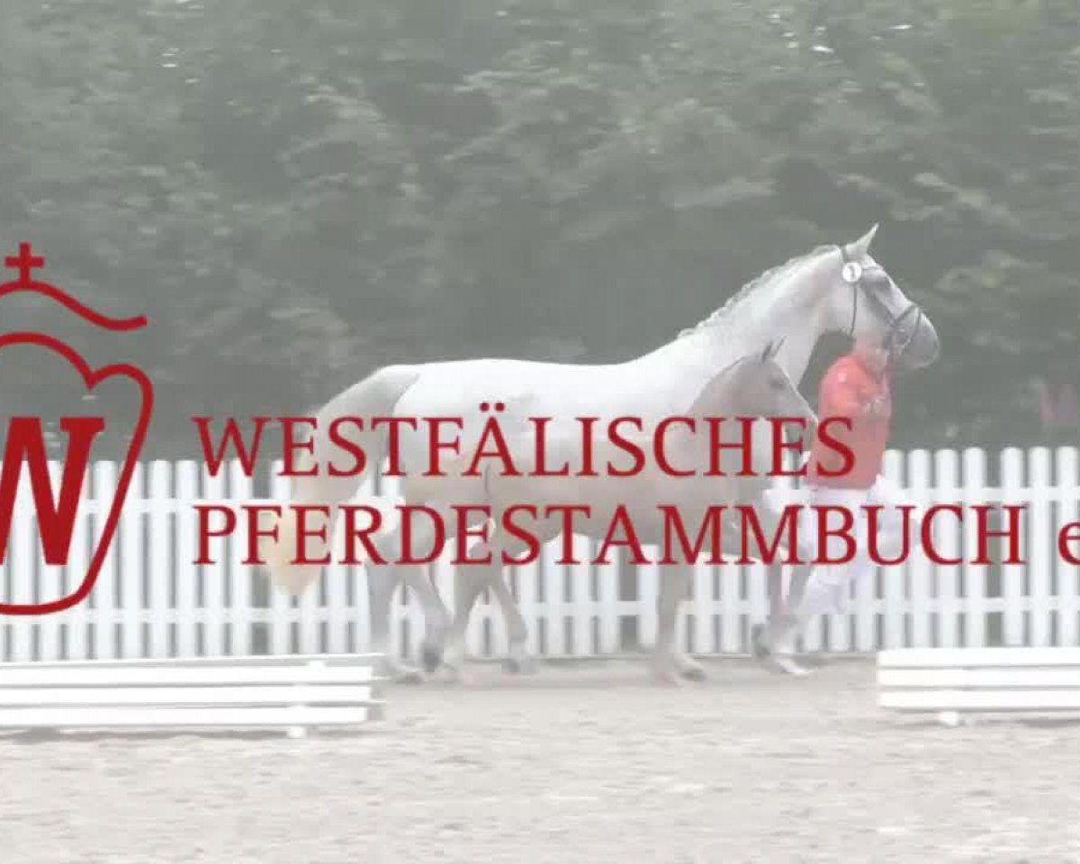 broodmare Lottofee 3 (Westphalian, 2011, from Lugato)