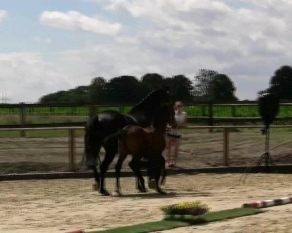horse Stute von Tamango (Westphalian, 2014, from Tamango)