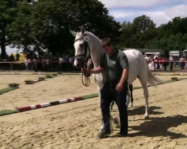 horse Stute von Tamango (Westphalian, 2014, from Tamango)