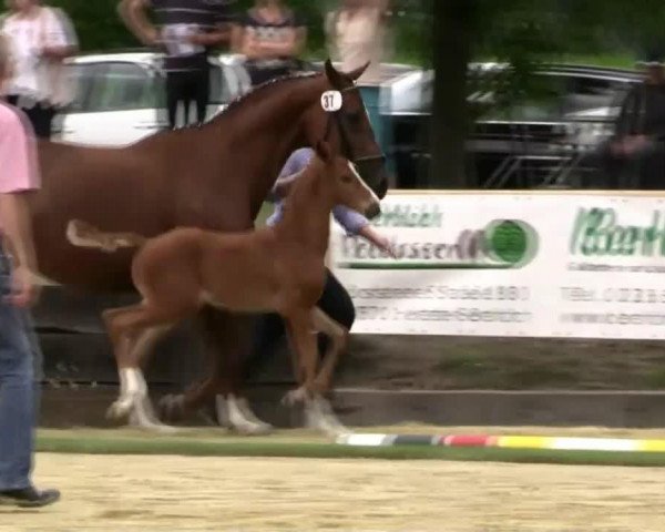 Pferd Santo Santino (Westfale, 2014, von Sir Heinrich OLD)