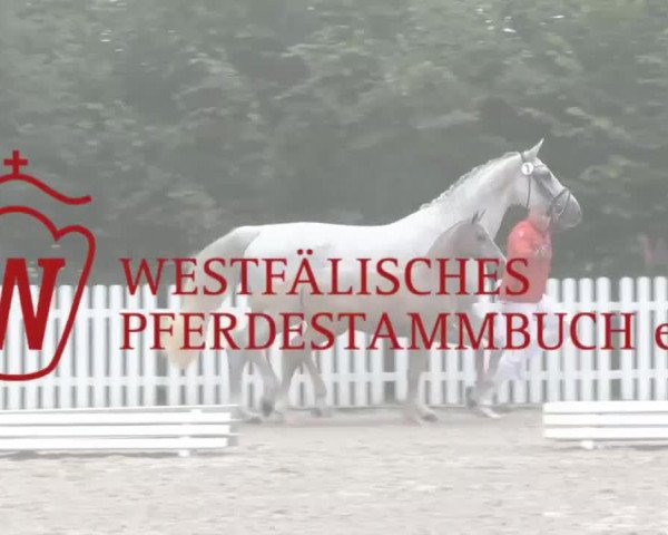 horse Hengst von Rohjuwel (Westphalian, 2014, from Rohjuwel OLD)