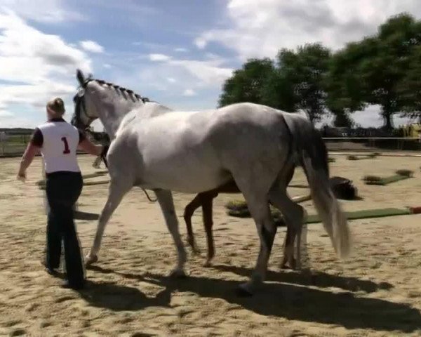 dressage horse Der weiße Riese F (Westphalian, 2014, from Don Juan de Hus)