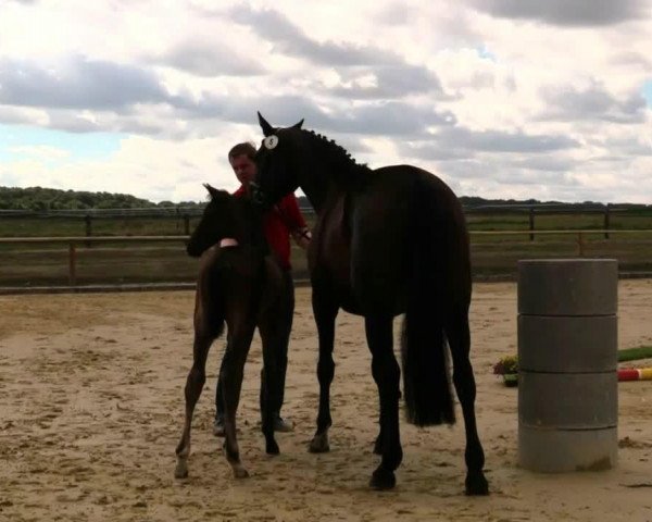 Pferd Hengst von Captain Collin (Westfale, 2014, von Captain Collin)