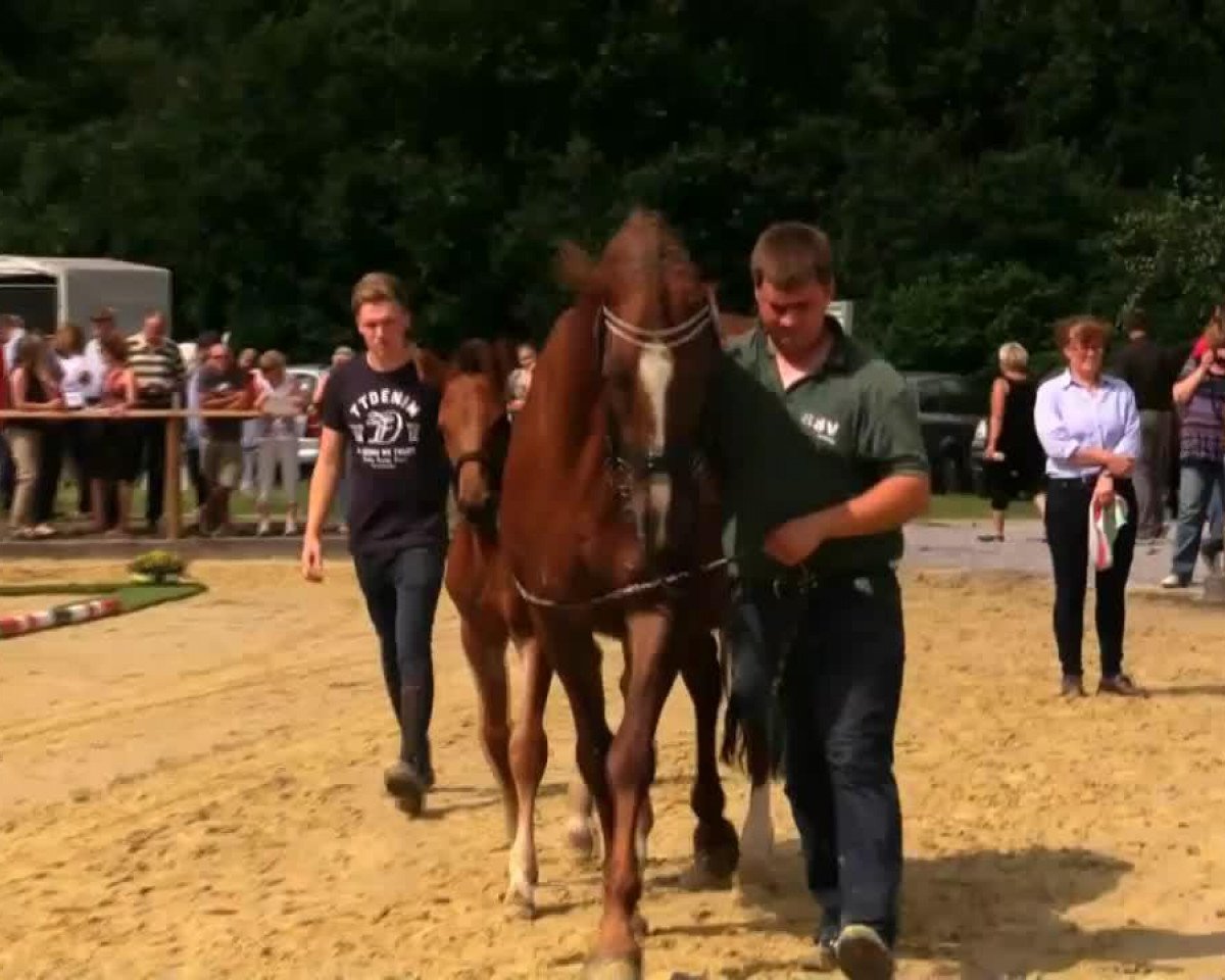Pferd Hengst von Captain Collin (Westfale, 2014, von Captain Collin)