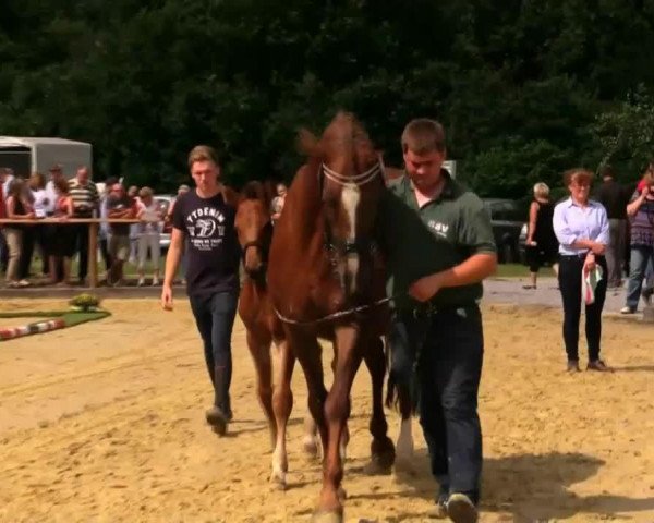Pferd Hengst von Captain Collin (Westfale, 2014, von Captain Collin)