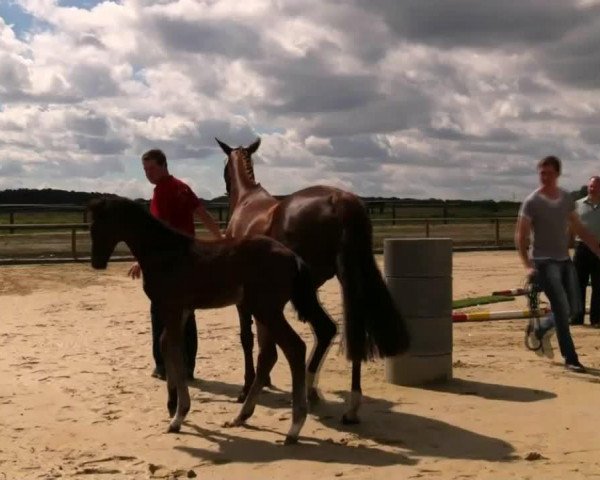 Pferd Hengst von Captain Collin (Westfale, 2014, von Captain Collin)